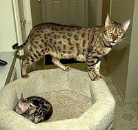 SierraGold: Gwenivere on guard over Merlin